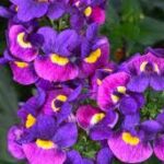 Nemesia Escential Sugarberry