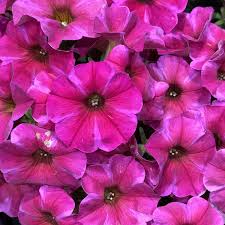 supercal premium rose star