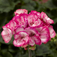 tango strawberry ice