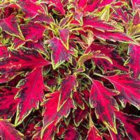 terrascape all that lava