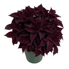 terrascape midnight majesty