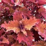 Coleus Terrascape Mojave Sunrise