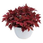 Coleus Terrascape Paprika