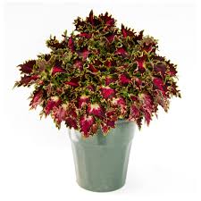 terrascape royal delight