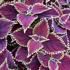 terrascape sangria splash