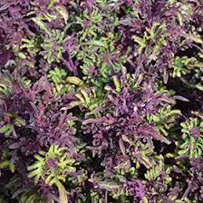 under the sea lime shrimp