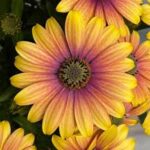 Osteospermum Zion Apricot Sun