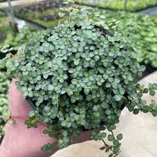 Pilea glauca Mystifall