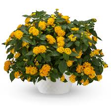 bandolista pineapple