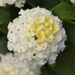 Lantana Bloomify White