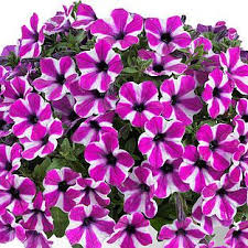 capella magenta diamond