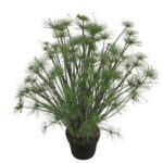 Grass, Cyperus Cleopatra