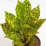 Croton Gold Dust