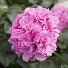 great balls fire lilac