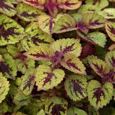 great falls rose gold