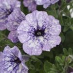 Petunia Headliner Crystal Sky