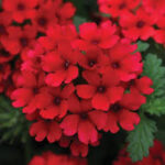 Verbena Lascar Vampire