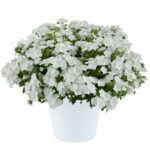 Phlox Phloxstar White