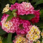Lantana Bandolista Pink Lemonberry