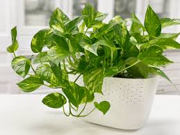 pothos golden