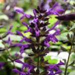 Salvia Purple and Bloom