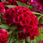 Celosia Twisted Red Current
