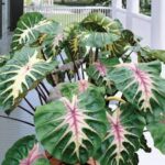 Colocasia Royal Hawaiian Waikiki