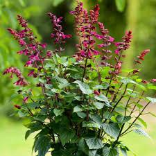 salgoon strawberry lake