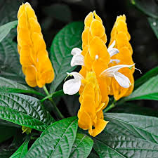 shrimp plant