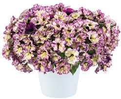 splash dance magenta mambo