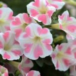 Petunia Surfina Heartbeat