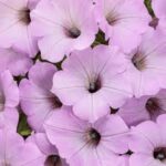 Petunia Supertunia Vista Cool Jazz