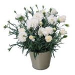 Dianthus Vivacia White